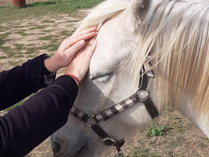 Zen-Reikitude praticienne Reiki animaux/ humains