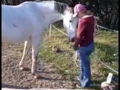 Comportementaliste Equin