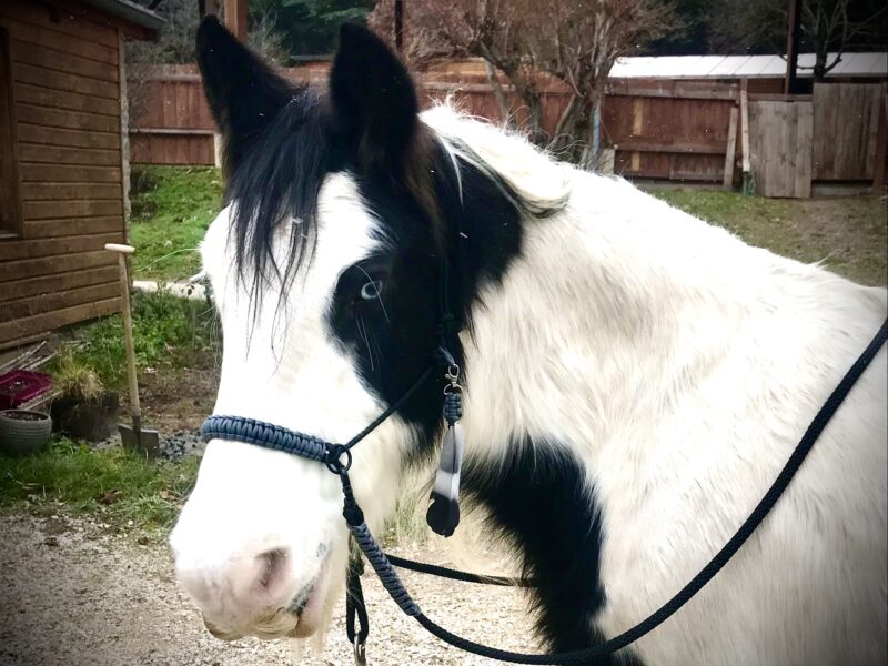 Gracie Création, sellerie personnalisé et sur mesure