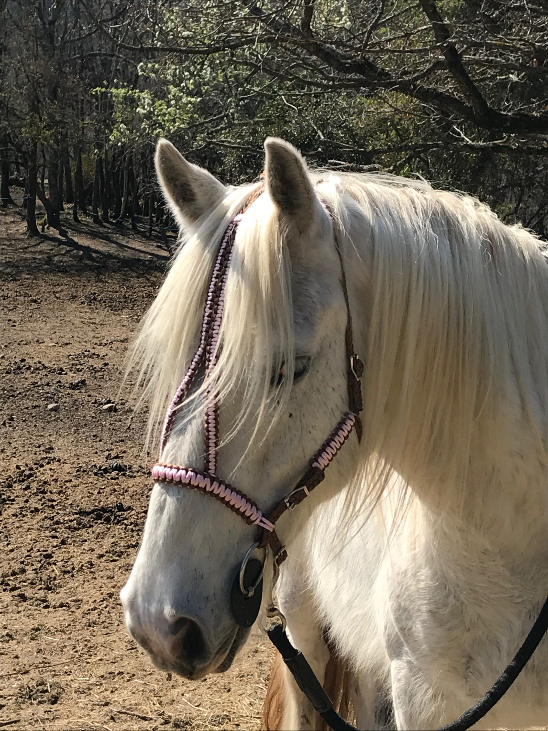 Gracie Création, sellerie personnalisé et sur mesure