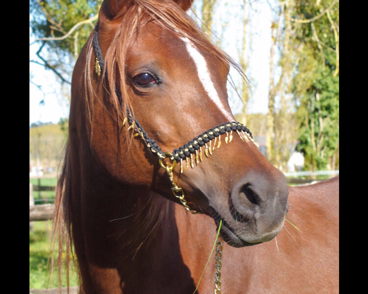 Gracie Création, sellerie personnalisé et sur mesure