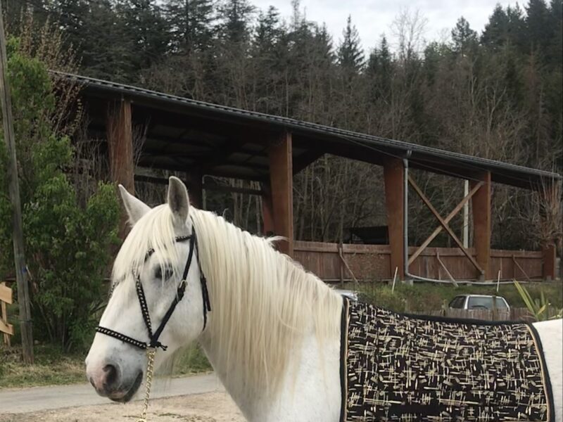 Gracie Création, sellerie personnalisé et sur mesure