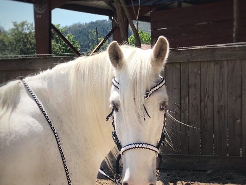 Gracie Création, sellerie personnalisé et sur mesure