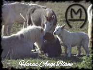 Haras Ange Blanc