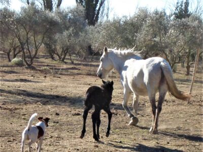 Carine Chaptal - Soins énergétiques