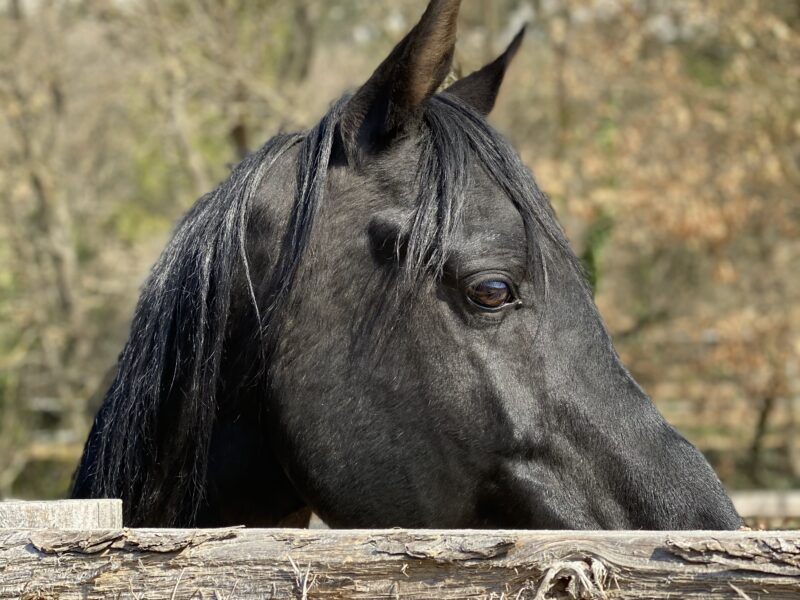 L’élevage de la Neuve