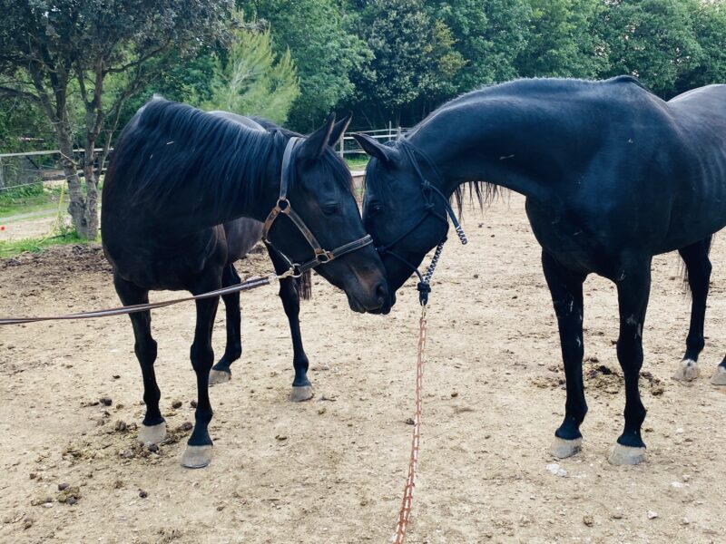 L’élevage de la Neuve