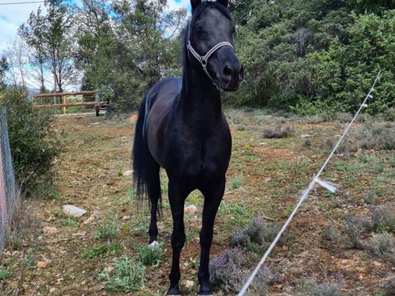 L’élevage de la Neuve