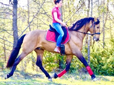 Domaine équestre Terre Andalouse