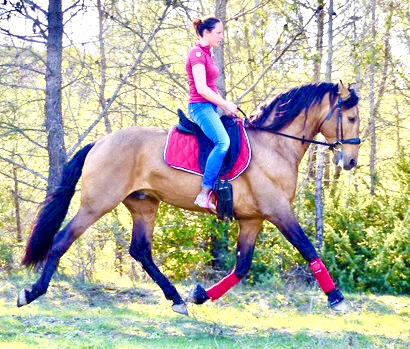 Domaine équestre Terre Andalouse