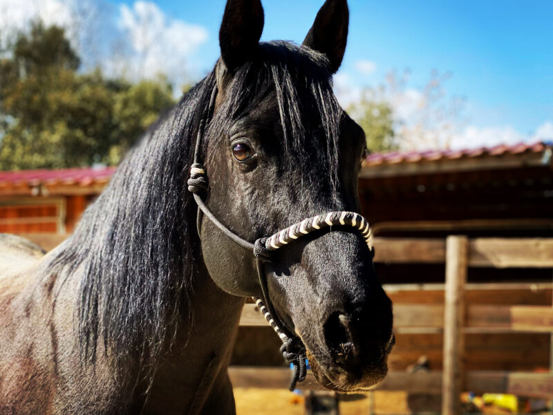 L’élevage de la Neuve