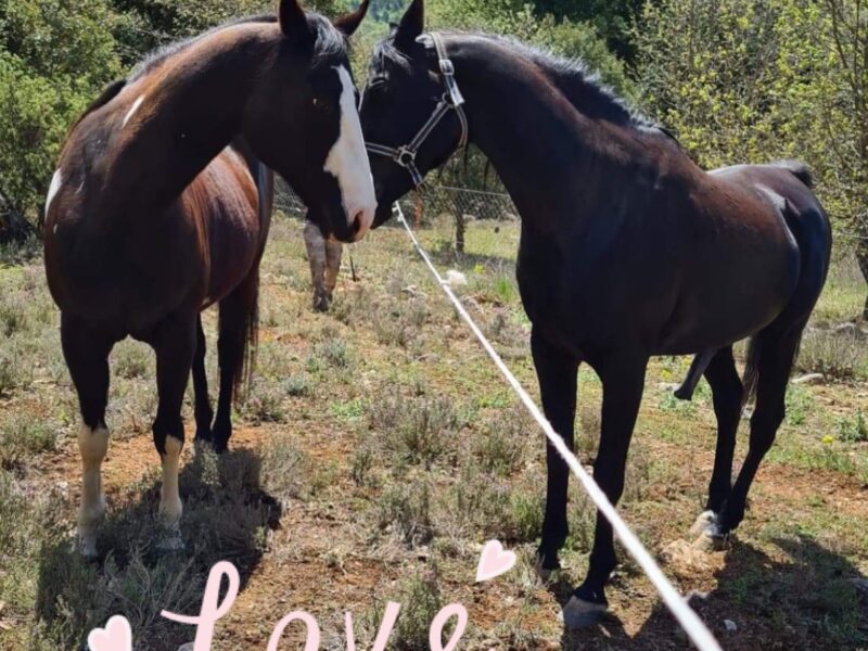 L’élevage de la Neuve