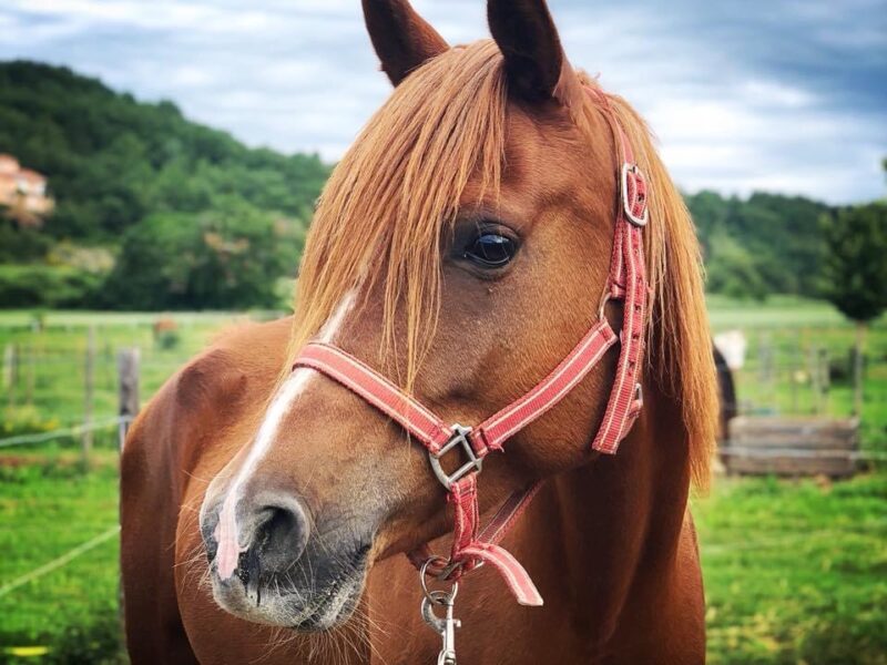 L’élevage de la Neuve