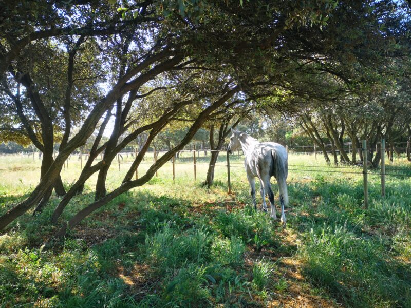 Écuries ECM TEAM MARCUCETTI