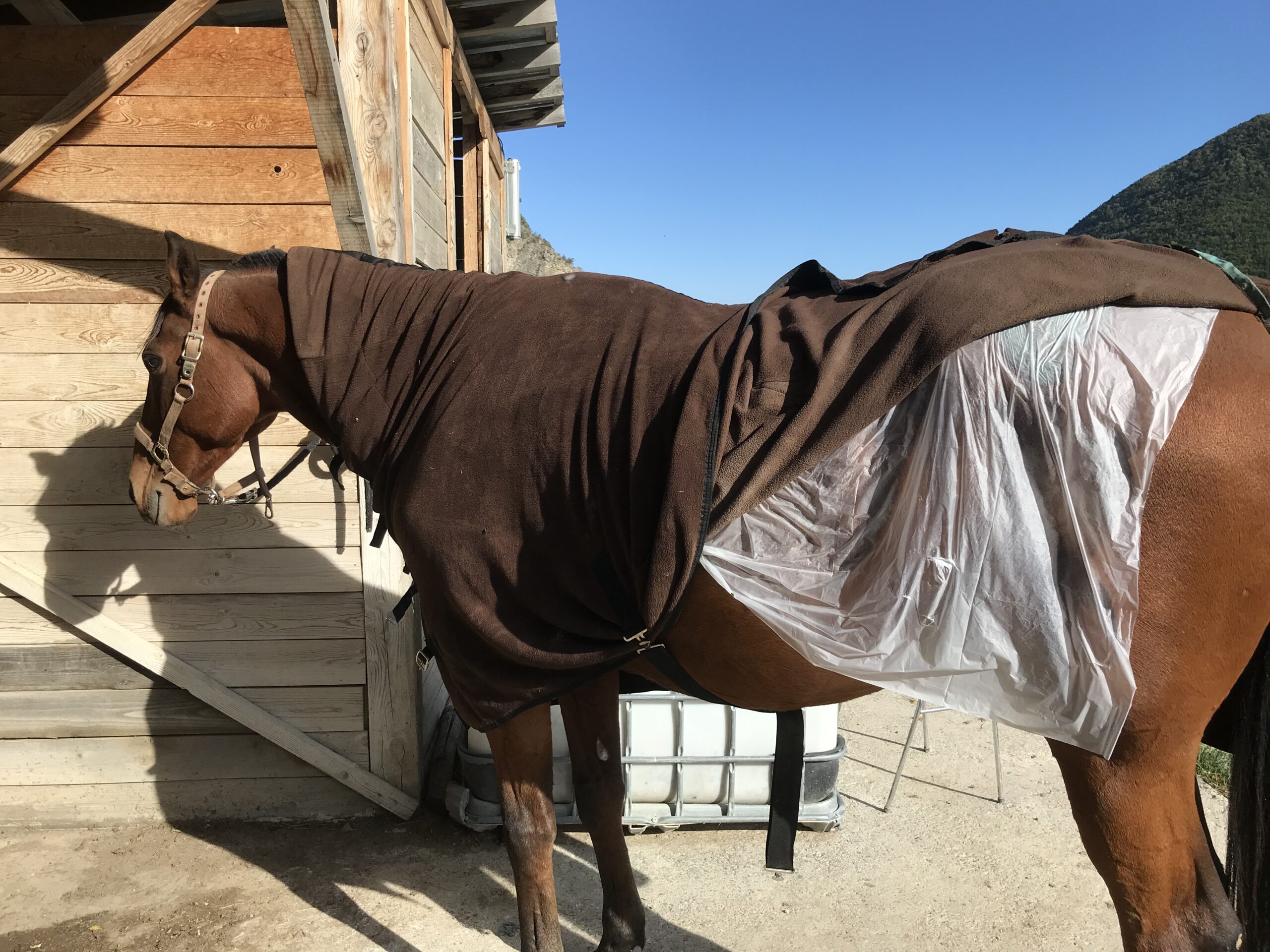 Alexandra Recordon Masseuse Equin & Canin certifiée