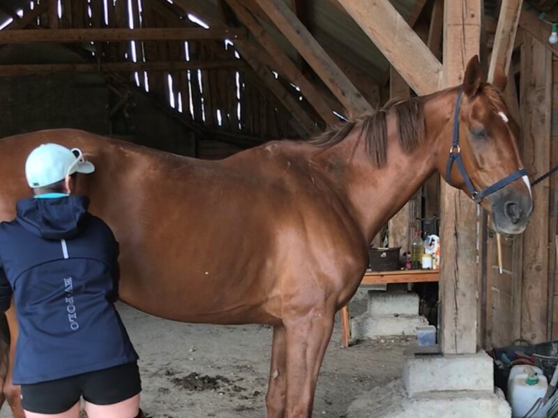 Alexandra Recordon Masseuse Equin & Canin certifiée